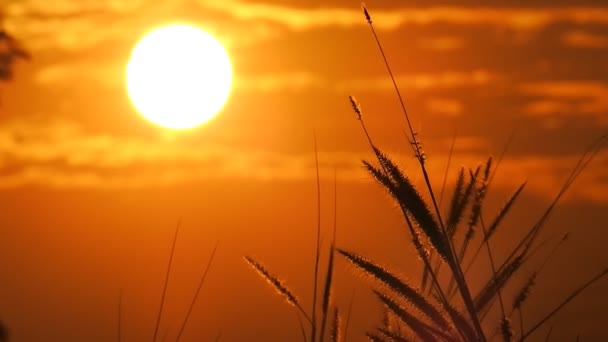 Thai Herbe Fleur Mouvements Dans Vent Heure Coucher Soleil Vidéo — Video