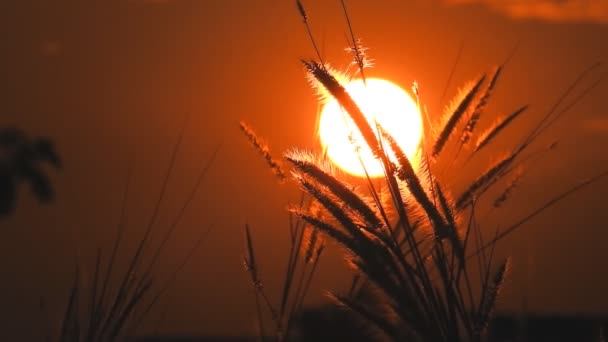 Flor Grama Tailandesa Movimentos Vento Pôr Sol Vídeo — Vídeo de Stock