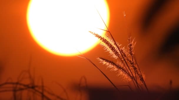 Thai Herbe Fleur Mouvements Dans Vent Heure Coucher Soleil Vidéo — Video