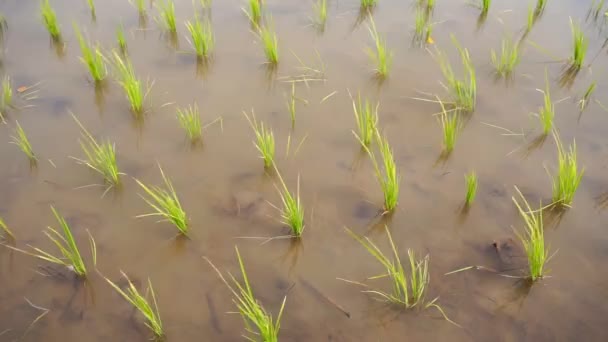 La plantation du riz nouvellement planté planté par le vent. - Vidéo HD 