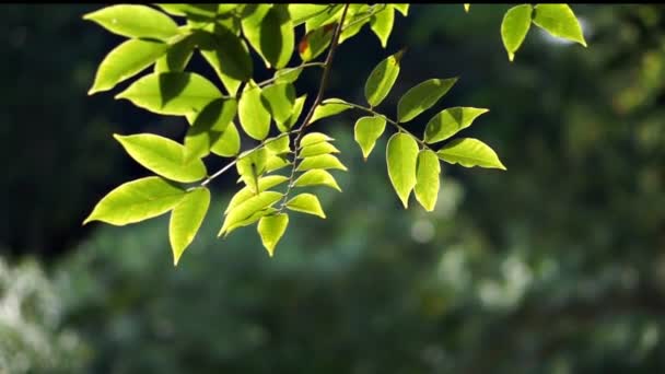 绿叶来自随风飘扬的小树枝 还有一只小蝴蝶栖息在叶子上 — 图库视频影像