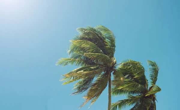 Kokosový Strom Nebo Palma Pozadí Oblohy Palmový List Foukané Větrem — Stock fotografie