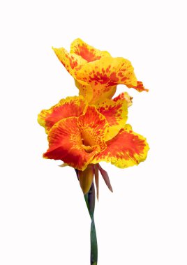 Turuncu ve sarı renkli nilüfer çiçekleri beyaz arka planda izole edilmiş..