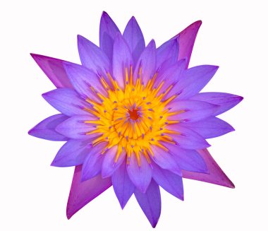 Beyaz arkaplanda izole edilmiş Violet Lotus 'un üst görünümü.