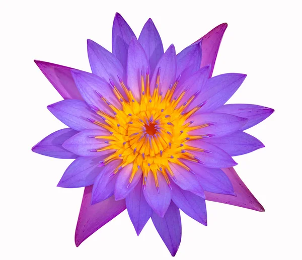 Ovanifrån Violett Lotus Isolerad Vit Bakgrund — Stockfoto