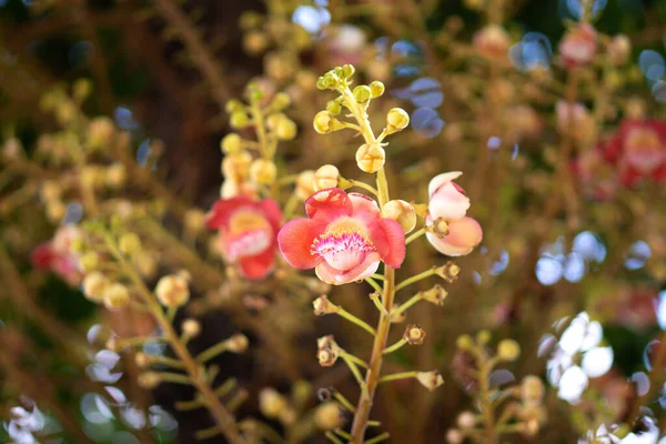 캐넌볼 Cannonball Flower Sal Flower Scientific Name Shorea Robusta 미국의 — 스톡 사진