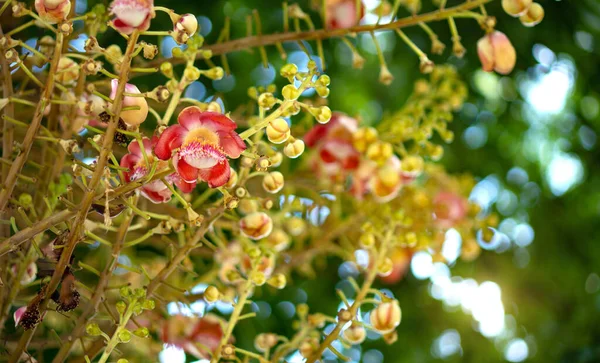 Cannonball Цветок Sal Цветок Научное Название Shorea Robusta Является Растением — стоковое фото