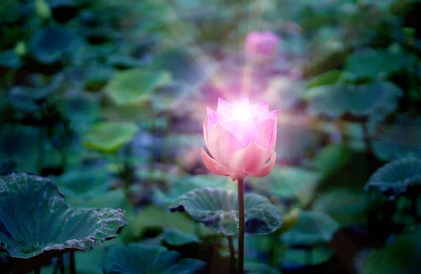 蓮の花から農業や照明のための蓮の池にピンクの蓮の花 宗教の概念 — ストック写真