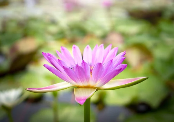 農業用蓮池のピンクの蓮の花 — ストック写真