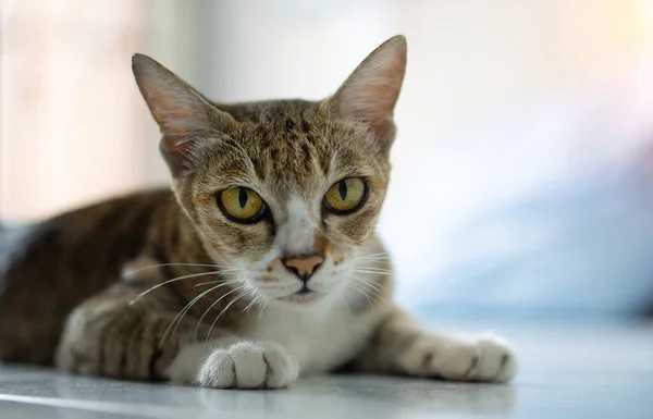 Gato Velho Raças Tailandesas Reais Sente Casa Tom Cor Suave — Fotografia de Stock