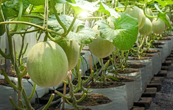 Melones Jóvenes Plantas Melón Creciendo Invernadero Imagen de stock