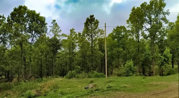 Skog Med Vackra Träd Och Regnigt Moln — Stockfoto