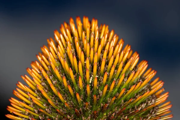 Nahaufnahme Detail Der Bunten Samen Kopf Der Blume Mit Cremigem — Stockfoto