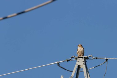 Kızıl kuyruklu Şahin, büyük çelik hidroelektrik kulesinin tepesinde dinleniyor.