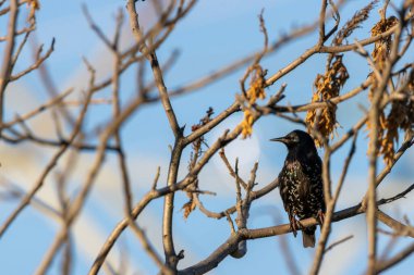 İstilacı sığırcık çalılıklarda tünemiş şarkı söylerken