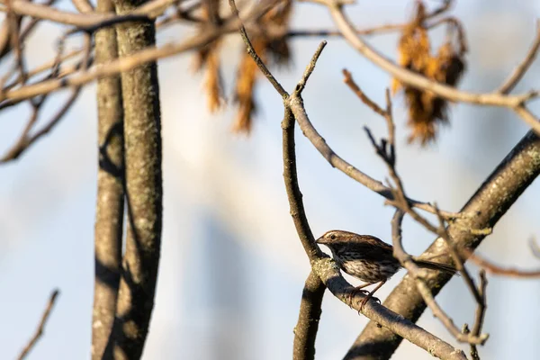 Invasive Spatzenjagd Auf Buschwerk — Stockfoto