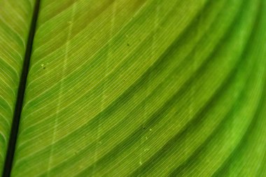 Yağmur ormanlarındaki tropik bitki yaprağına yakın.