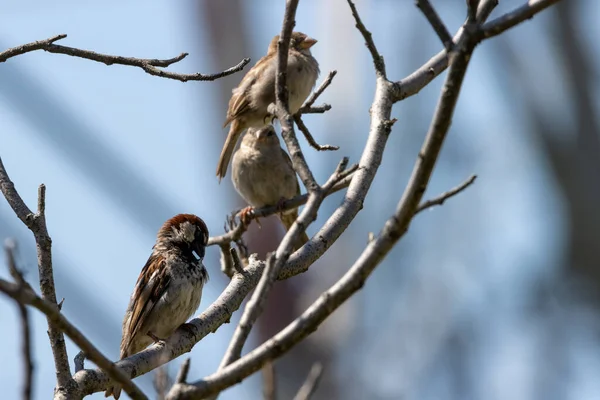 Moineaux Envahissants Reposant Sur Des Branches Buisson — Photo