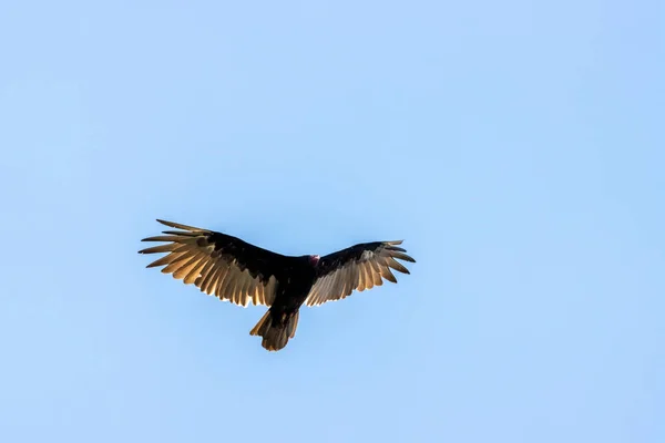 Αρπακτικό Που Πετά Ανοιχτά Φτερά — Φωτογραφία Αρχείου