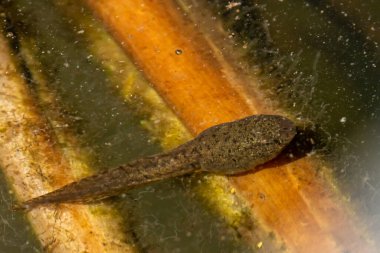 Kanada Yeşil Kurbağa Yavrusu berrak suda yüzüyor