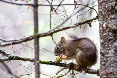 Kuzey Amerika kırmızı sincabı dalda yemek yiyor.