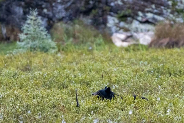 American Black Bear Foraggiamento Attraverso Pennello Lungo — Foto Stock