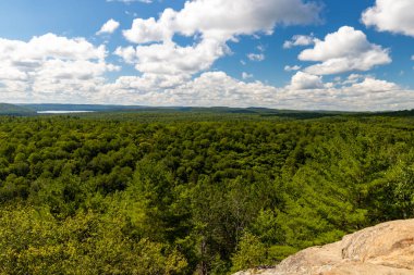 Algonquin İl Parkı 'nda yeşil orman manzarası
