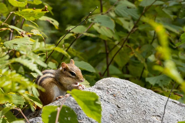 Eastern Chipmunk eating a nut on a rocky outcrop with some green plant cover