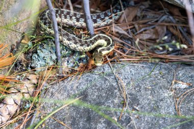 Doğu Jartiyeri Yılanı geniş açıyla kayanın tadını çıkarıyor.