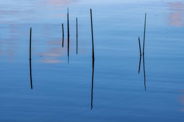 Kanada gölünde bitki kökleri ve bulut yansımaları
