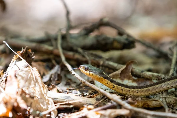 Eastern Garter Snake crawling on forest floor leaflitter sunlight on head