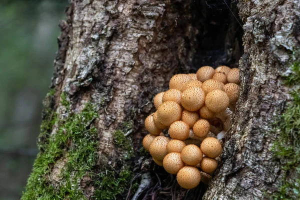 沿着密兹湖小径从中空的树上长出来的蘑菇 — 图库照片