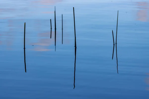 Hastes Plantas Reflexos Nuvens Lago Canadense — Fotografia de Stock