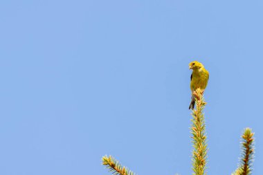 Amerikan ispinozu mavi gökyüzüne karşı köknar ağacına tünemişti.