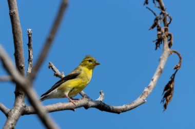 Amerikan ispinozu sumac ağacının dalına tünemiş. 