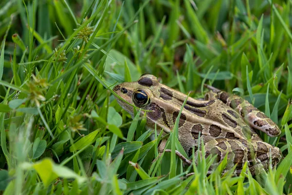 Beautiful Northern Leopard Frog Grass — Stock Photo, Image