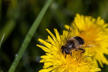 Bal arısına yaklaş Parlak sarı çiçeğin nektarıyla beslen