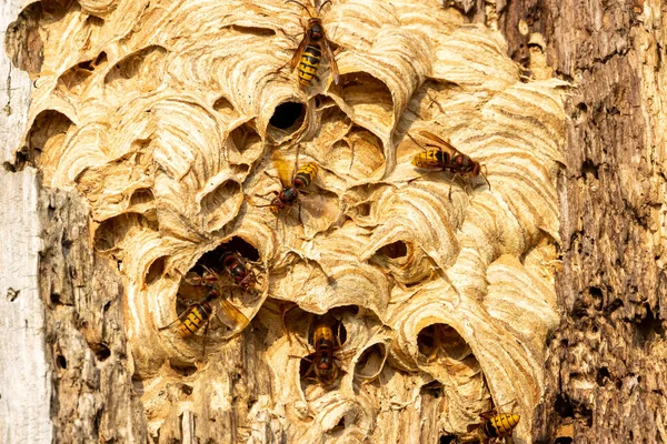 Avispón Europeo Nido Avispón Gigante Árbol Hueco Con Múltiples Avispones —  Fotos de Stock