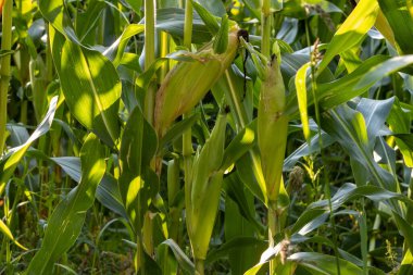Tarım alanında mısır koçanları