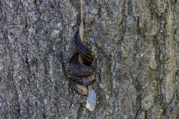 Apareamiento Grandes Babosas Grises Colgando Árbol — Foto de Stock