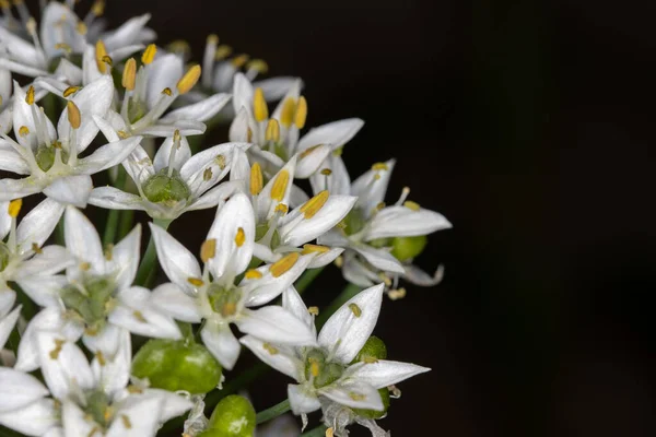 Alho Cebolinha Allium Tuberosum Flores Sobre Fundo Preto — Fotografia de Stock