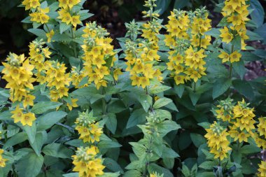 Bu bahar açan güzel çiçek