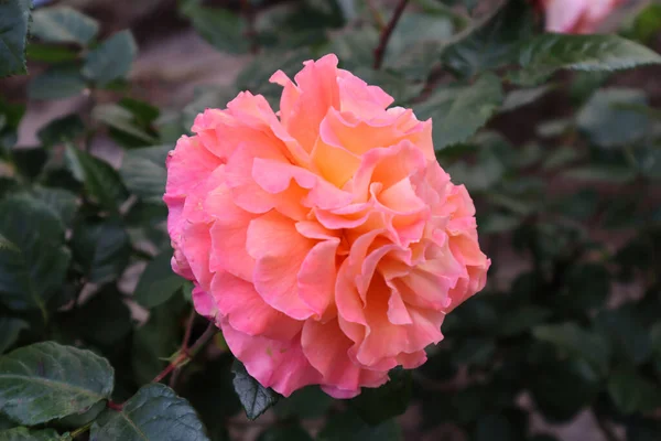 Roses Étonnantes Nous Enchantent Avec Leur Beauté — Photo