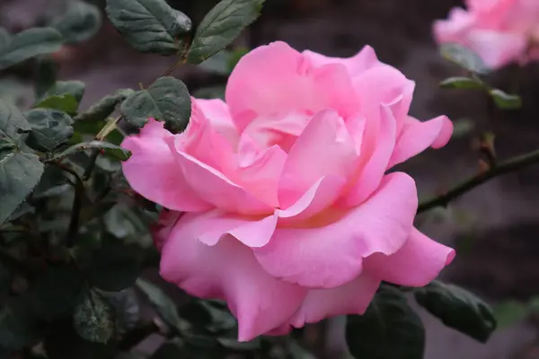 Şaşırtıcı güller bizi güzellikleriyle memnun eder.