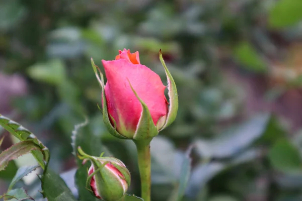 Şaşırtıcı güller bizi güzellikleriyle memnun eder.