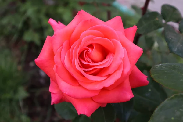 Şaşırtıcı güller bizi güzellikleriyle memnun eder.