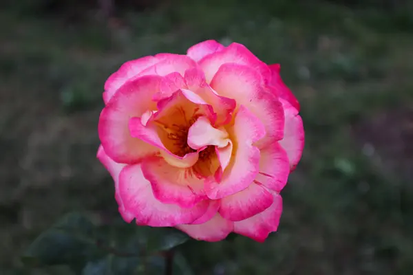 Bu bahar açan güzel çiçek