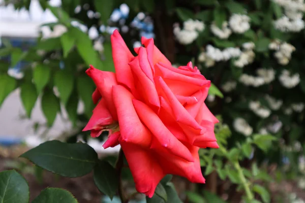 Şaşırtıcı güller bizi güzellikleriyle memnun eder.