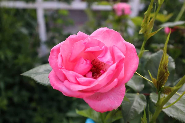 Şaşırtıcı güller bizi güzellikleriyle memnun eder.