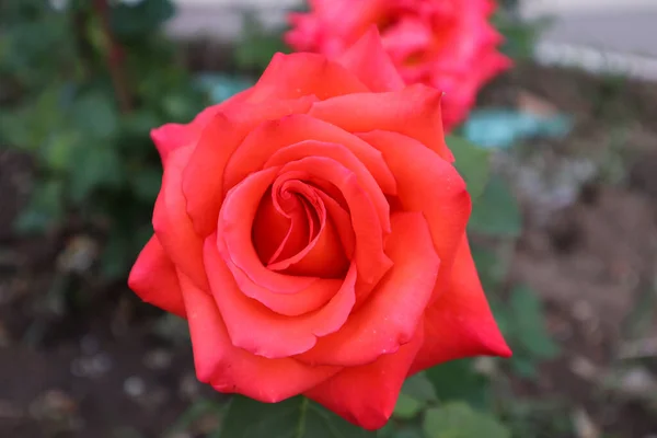 Şaşırtıcı güller bizi güzellikleriyle memnun eder.